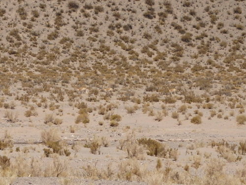  Vicu&ntilde;as.